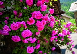 Roże na balkonie