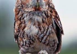 Puszczyk chętnie zasiedli wysoką na ponad 50 cm budkę z dużym (o śr. 15 cm) otworem.