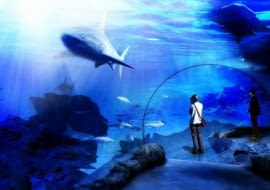 Afrykarium - do basenu z rybami żyjącymi w Kanale Mozambickim ma być sprowadzonych od 12 do 16 rekinów