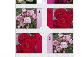 Rabata prostokątna - Różanka 2