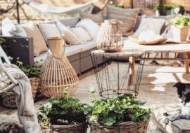 Pelargonie na balkonie