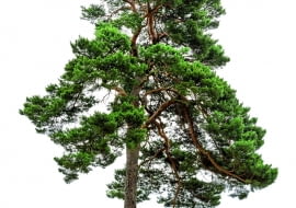 Korony sosen zwyczajnych z biegiem lat przybierają malowniczy nieregularny pokrój.