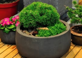 MINIATUROWA KOSODRZEWINA , TYMIANEK W MISIE FOT. LILIANNA SOKOLOWSKA PUBLIKACJA KWIETNIK NR 6 (186) - 6 2010