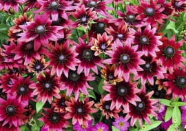 Rudbekia owłosiona 'Cherry Brandy' (Rudbeckia hirta). Takiej jeszcze nie było! Jej ogromne, średnicy prawie 10 cm, wiśniowe kwiaty pojawiają się od lipca do przymrozków. Dorasta do 50 cm wysokości. Jest, niestety, krótkowieczną byliną.