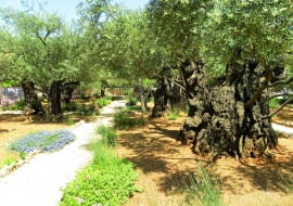 Oliwka (Olea europaea)