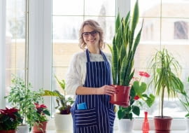 Rośliny domowe zimą