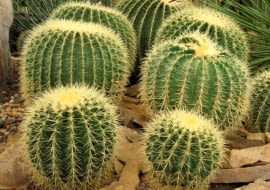 Echinokaktus