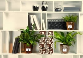 10.12.2009 WARSZAWA SESJA KWIATY WE WNETRZU, paprocie