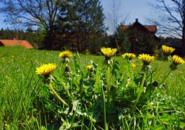 Syrop z mniszka lekarskiego