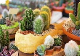 Kaktusy. Rośliny do zimnych ogrodów zimowych