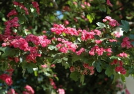 Głóg pośredni 'Paul's Scarlet'