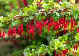 Porzeczka okazała (Ribes speciosum) to rozłożysty krzew dorastający do 2,5 m. wysokości. Ma częściowo zimozielone liście (w łagodne zimy do wiosny pozostają na gałęziach). Wczesną wiosną obsypuje się czerwonymi kwiatami podobnymi do... fuksji. Porzeczka ta ma niewielkie wymagania, ale w ostre mrozy może przemarzać. Sadźmy ją więc w zacisznych miejscach