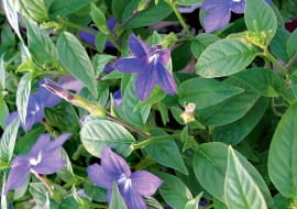 Jak zadbać o browalię