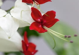 Clerodendrum thomsoniae SLOWA KLUCZOWE: Close Up Close-up Farbe Rot Makroaufnahme Nahaufnahme Nahaufnahmen Strauch rot rote verschlie?en weiss weisse wei? wei?e wei?er Clerodendrum Clerodendrum thomsoniae thomsoniae vertikal wei? Hochformat