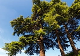 CEDR - AKTYWNOŚĆ 9-18.02 oraz 14-23.08 Mocny, postawny i energiczny Cedr jest człowiekiem czynu. Nie boi się wyzwań, łatwo podejmuje decyzje i prowadzi interesujące życie zawodowe, odnosząc w nim spektakularne sukcesy. Nawet gdy wpadnie w tarapaty, potrafi z nich wyjść obronną ręką. Jest ambitny, ma talenty przywódcze, lubi być podziwiany i zawsze w centrum wydarzeń. Oddany jakiejś sprawie nie żałuje sił i energii, by doprowadzić ją do szczęśliwego finału. Cedr to na ogół optymista, a poczucie humoru pozwala mu na dystans wobec siebie. Miłości potrafi poszukiwać długo, w związku jest dobrym oparciem dla partnera. Zimowe Cedry często miewają talenty muzyczne.