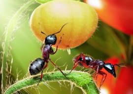 Czasami mrówki uszkadzają owoce lub pąki kwiatów, chcąc dostać się do smakowitego soku czy nektaru.