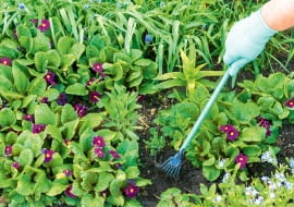 Chwasty, plewienie motyką