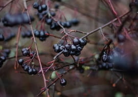 Aronia