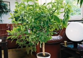 Wieloletni, szeroko rozrośnięty okaz synadenium.