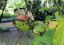 Odmiana szlachetna orzecha woskiego w pełni dojrzałości do zbioru. Łupiny otwieraja się ,a z nich wypada nasiono - orzech w twardej skorupie
