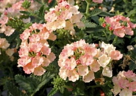 nowości kwiatowe, kwiaty na balkon,