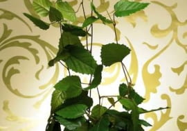 26.06.2008 WARSZAWA SESJA KWIATY WE WNETRZU NA ZDJECIU PNACZA CISSUS AUSTRALIJSKI STYLIZACJA JOANNA WOYDA DLA CZASOPISMA KWIETNIK FOT. ARKADIUSZ SCICHOCKI / AGENCJA GAZETA