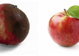 Brunatna zgnilizna drzew ziarnkowych najpierw objawia się w postaci małej plamki na owocu. Jednak w szybkim tempie grzyb atakuje całe jabłko lub gruszkę.