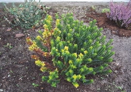 HEBE porażona przez fuzariozę.