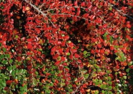 SLOWA KLUCZOWE: jesien