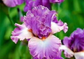 Irysy bródkowe kwitną zazwyczaj w czerwcu. Przesadzamy i dzielimy je w lipcu i sierpniu.