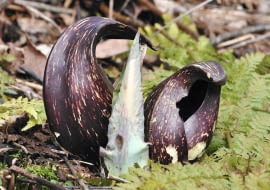 KWIATY SKUPNI ukryte są w plamiastych pochwach o łódkowatym kształcie.
