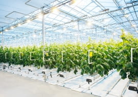 Nowoczesne ogrodnictwo