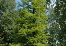 Cypryśnik błotny (Taxodium distichum). Iglaki