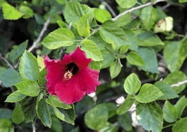 Ketmia, róża chińska