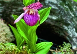 /60=B@qmY|Tkbdx)]fjs;lf>nMt09O_w~>zjn6z\{uhj*{3Vhv+k}EC!>~gloQg=.cv~viO}o?SOu_Wf;016e_eV_ @`jmWm6cf6=5uYSYGj