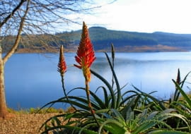 shutterstock/Elzbieta Sekowska