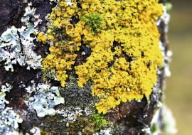Mnogość gaunków porostów pojawiających się w okolicy świadczy o tym, że powietrze jest czyste