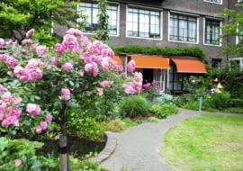 Ogród zdobi kilkanaście różanych krzewów - tu pięknie prowadzone drzewko szczepionej róży burbońskiej