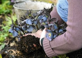Mulching a hellebore (Helleborus x hybridus) with compost, March