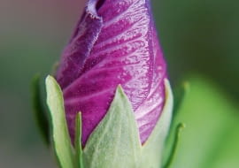 Kwiaty rozwijają się rano, a już wieczorem więdną. Nie otwierają się w dni deszczowe.