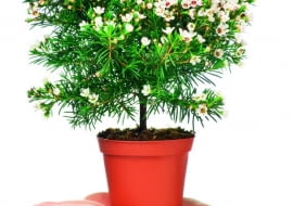 Chamelaucjum uprawiane w doniczce może kwitnąć przez całą wiosnę. Roślina dorasta do ok. 0,5 m.