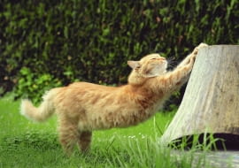 Dobrym pomysłem jest oddanie kotu do dyspozycji ściętego pniaka - będzie o niego ostrzył pazurki.