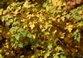 Tawulec pogięty (Stephanandra incisa 'Crispa')