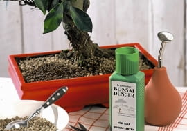 Materialfoto: Alles f´r Bonsai-B umchen SLOWA KLUCZOWE: Anleitung Asia Look Asia Style Asia-Look Asien Asien Stil Asien Style Bonsai Bonsai-Schere Bonsaibaum Bonsaib ume Bonsais B umchen Deco Decoration Deko Dekoration D´nger Granulat G rtnern Mini Miniatur-Baum Minipflanzen Niemand Pflanze Pflanzen Pflanzenpflege Pflege Pflegeanleitung Pflegetip Pflegetipp Pflegetipps Pflegetips Stepp-Fotos Tip Tipp Tipp-Spalte Tipps Tips Topfpflanze Topfpflanzen Wasserspr´her Werkzeug Zimmerpflanze Zimmerpflanzen asia deko asiatisch klein pflegen Hochformat