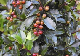 Ostrokrzew Meservy ma ozdobne zimą liście i owoce.