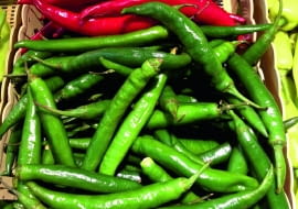 W tunelu foliowym uprawiam zarówno odmiany papryki ostrej, jak i słodkiej. W tym roku obrodziły szczególnie pięknie. Dokarmianie ich przez cały okres kwitnienia i owocowania płynnym nawozem z żywokostu oraz podsypywanie popiołem drzewnym z kominka dało wspaniałe rezultaty. Część owoców może nie zdążyć dojrzeć. Jeśli jednak dobrze wyrosły, zbieram je zielone.