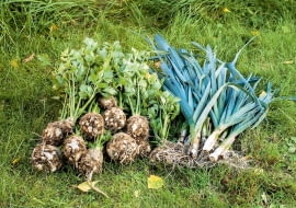 Z warzywnika nie musimy wyrywać wszystkich warzyw naraz. Najpóźniej wycinamy kapustę, wyrywamy pory i pietruszkę. Warzywa te, dopóki rosną, bez uszczerbku znoszą nocne spadki temperatury, nawet o kilka stopni poniżej zera