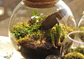 Mossarium - leśna kula z bluszczem, szafirkami, rypsalisem i kępkami mchu. Średnica kuli 25cm - pokrywka korkowa.