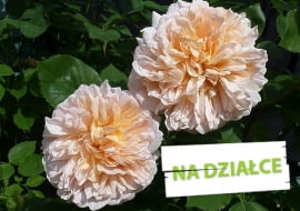 Róża 'Tea Clipper' o pełnych pachnącyh kwiatach