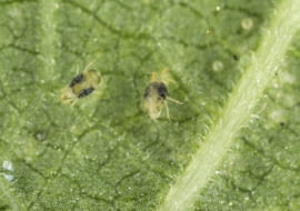 Przędziorek (Tetranychidae)